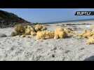 Mysterious Yellow Foam Washes Up on Popular French Beach