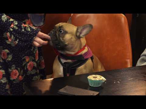 Adorable French bulldogs gather at pop-up canine cafe