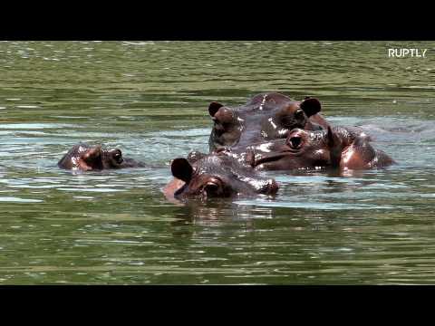 Pablo Escobar's hippos keep his myth alive in his lavish mansion