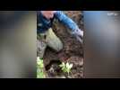 Rescuers pull dog out of underground hole