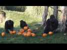 London zoo serves up Trump-themed pumpkins to gorillas