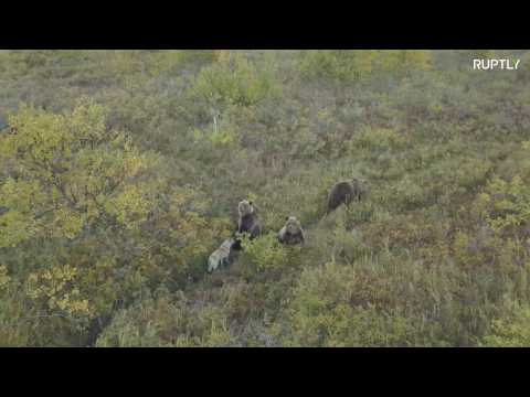 Cute pup makes friends with family of bears in Kamchatka