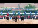 Bumpy buffalo race celebrates start of rice harvest in Thailand