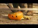 Watch: Animals at Antwerp Zoo enjoy pumpkin treats