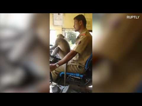 Monkey Bus-ness - Monkey gets behind the wheel on Indian bus