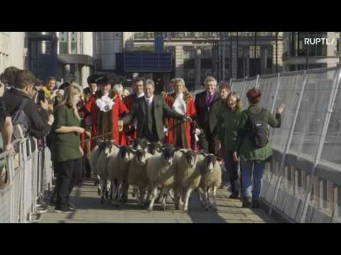Freemen lead flock of sheep across London Bridge in Middle Age tradition