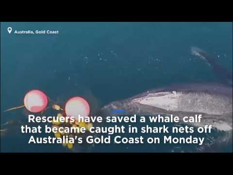 Humpback whale calf freed from netting off Australian coast
