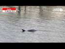 VIDÉO. Un dauphin aperçu au milieu de la rivière d'Auray, sous le pont de Kerplouz