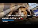 Alpes-Maritimes : 117 chats retrouvés morts dans 