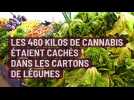 Ardennes: 460 kilos de cannabis dans des cartons de salade