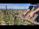 Les vignes de la plaine du narbonnais souffrent de la sécheresse.