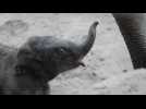 Copenhagen zoo welcomes baby elephant birth