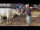 Roquetoire : les vaches Bleues du Nord de Denis Darque
