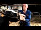 Nort-Leulinghem: deux vaches de Dominique Lecoq participent au Salon de l'agriculture