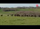 La ganaderia du Lartet élève des taureaux de combat et surveille de près la MHE