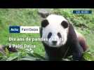 Dix ans de pandas géants à Pairi Daiza