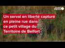 VIDEO. Un serval en liberté capturé en pleine rue dans ce petit village du Territoire de Belfort