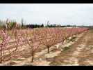 Début de campagne des arbres fruitiers en Roussillon