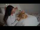 VIDEO. 10 accessoires à acheter lorsque vous adoptez un chat
