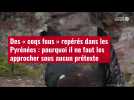 VIDEO. Des « coqs fous » repérés dans les Pyrénées : pourquoi il ne faut les approcher