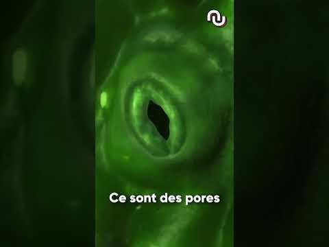 Les salades spatiales sont porteuses de maladies ! #shorts