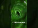 Les salades spatiales sont porteuses de maladies ! #shorts