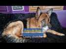 Pays de Bray : le chien Looky, sauvé au Havre, cherche une famille d'adoption