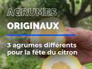 3 agrumes originaux pour la fête du citron
