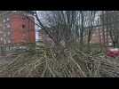 Lille : un arbre est tombé sur la chaussée
