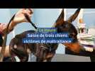 Le Havre. Trois chiens maltraités saisis par la police