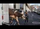 Arrival of mascot cow Oreillette at Paris Agricultural show