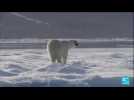 L'ours polaire, un animal érigé en étendard du changement climatique