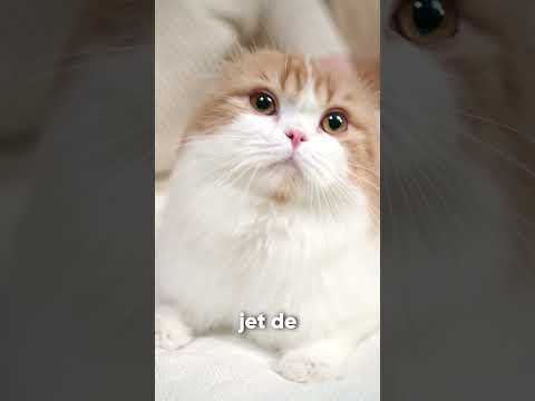  Ce robot a été conçu pour tuer un maximum de chats