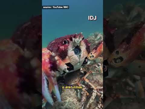 Ce gang de crabes protège un robot crabe espion d’une raie affamée ️ #shorts