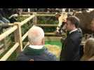 At the Paris agriculture Show, Macron visits the Oreillette cow
