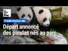 Départ annoncé des trois pandas nés au parc Pairi Daiza (B)