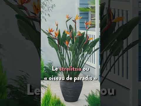 7 plantes pour rafraîchir son intérieur ! #shorts