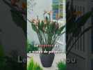 7 plantes pour rafraîchir son intérieur ! #shorts