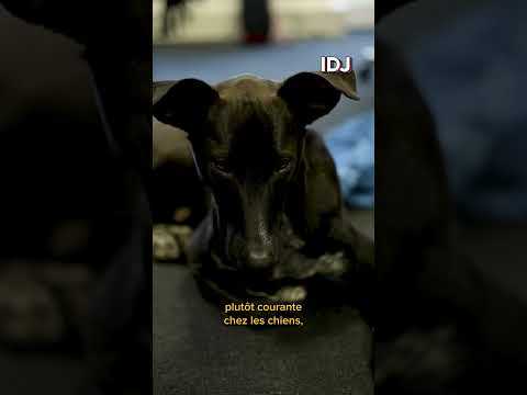 ChatGPT sauve la vie d'une chienne #shorts