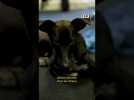 ChatGPT sauve la vie d'une chienne #shorts