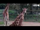 VIDÉO. Comment vont Vickie et Violette, les deux girafes nées au zoo de Champrépus il y a un an ?