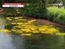 5 000 petits canards prennent part à la Duck race du Rotary club à Moncoutant