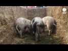 VIDÉO. Dans cette ferme sarthoise, les trois petits cochons font la course !