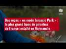 VIDÉO. Des repas « en mode Jurassic Park » : le plus grand banc de piranhas de France inst