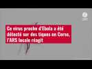 VIDÉO. Ce virus proche d'Ebola a été détecté sur des tiques en Corse, l'ARS locale réagit