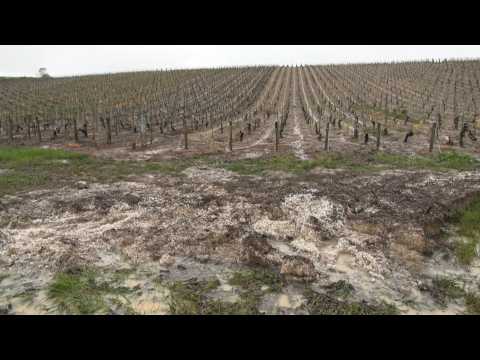Extensive damage to vineyards after hailstorms hit Chablis region