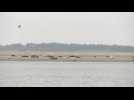 Phoques de la baie de Somme : les observer sans les déranger