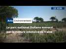 Le parc national Doñana menacé par la culture intensive de fraise