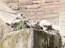 Quatre petits faucons pèlerins naissent sur le toît de l'église du quartier Villebourbon