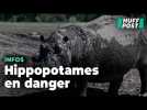 Au Botswana, des hippopotames piégés dans la boue, symbole d'une sécheresse dramatique
